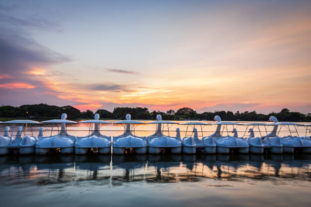 Row of white swan spinning pedal boats on water in a lake stock photo