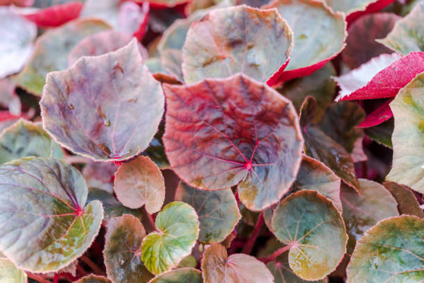 Begonia or wax begonia and clubed begonia Green and red leaf background beautiful stock photo