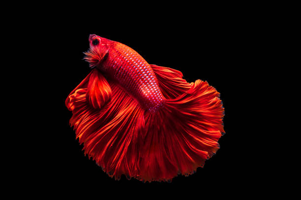 Red Siamese fighting fish Betta splendens,on black background stock photo