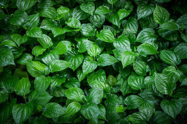 Green leaf background (betel leaf heart shape) Beautiful in the garden stock photo