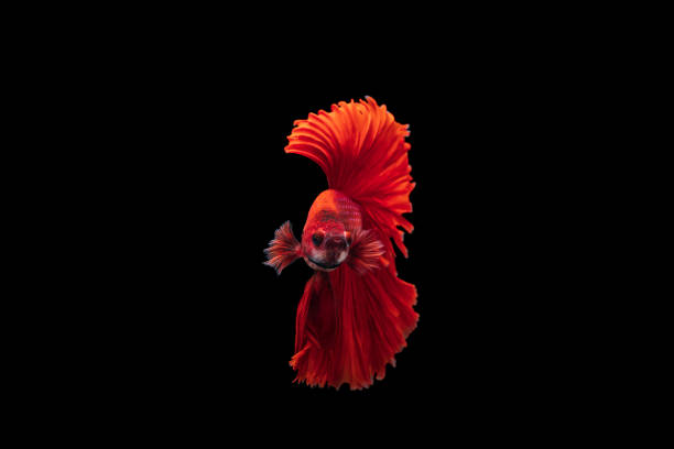 Red Siamese fighting fish Betta splendens,on black background stock photo