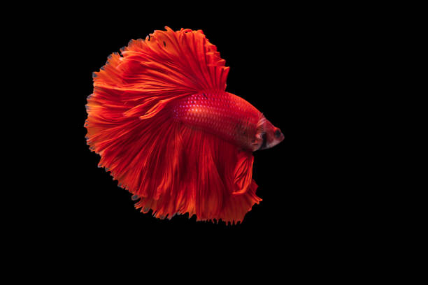 Red Siamese fighting fish Betta splendens,on black background stock photo