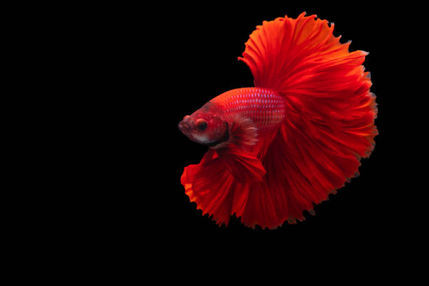 Red Siamese fighting fish Betta splendens,on black background stock photo