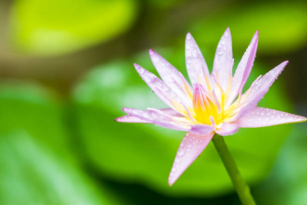 Beautiful pink water lilies, pink water lilies with leaves blurred background stock photo