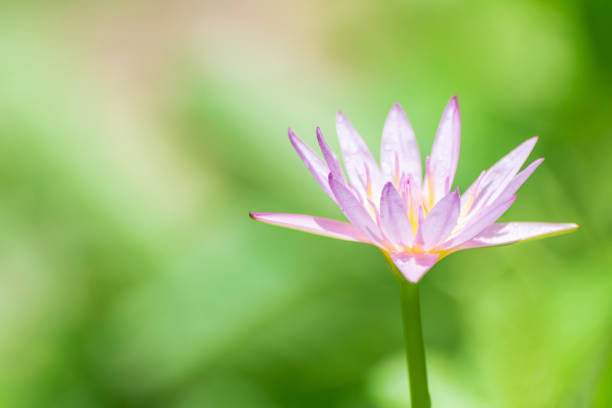 Beautiful pink water lilies, pink water lilies with leaves blurred background stock photo