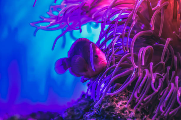 Colorful Tropical Fish in Tank Aquarium
