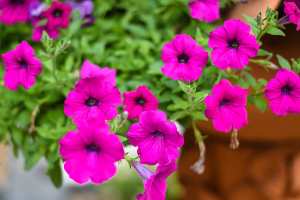 istock Flower in garden 1270726709
