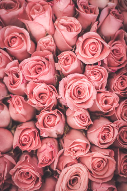full frame of roses bouquet - flower market photos photos et images de collection
