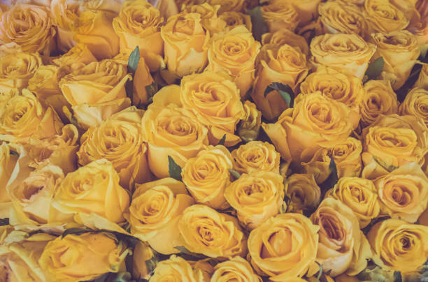 istock Full Frame of Roses Bouquet 1270727463