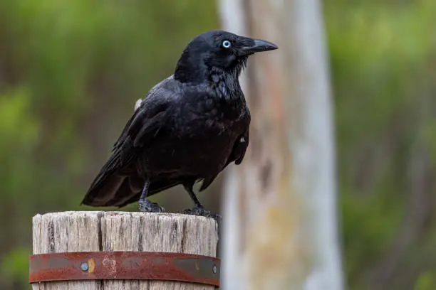 Photo of Crows at Newport lake, the area was created from a former Bluestone Quarry and is a Sanctuary for Waterbirds & Wildlife.