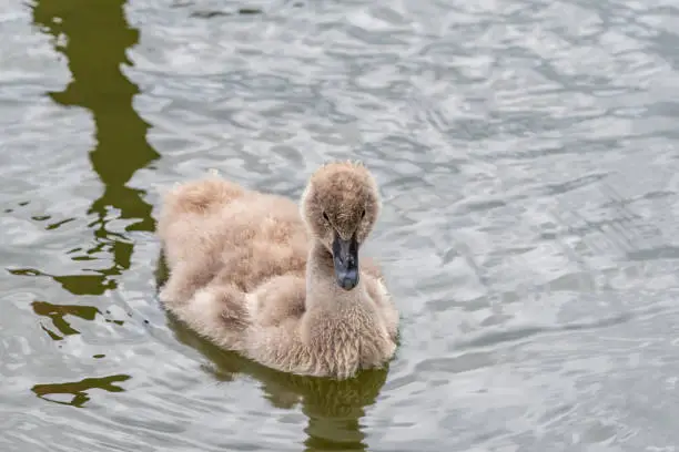 Photo of Swan & Cygnet at Newport lake, the area was created from a former Bluestone Quarry and is a Sanctuary for Waterbirds & Wildlife.