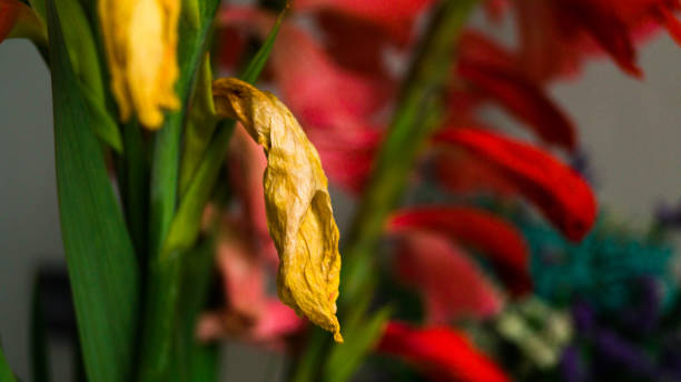 un bocciolo di gladiolo giallo condito. bouquet in vaso. il concetto di giardinaggio, fiori recisi da un'aiuola. - spring bud horizontal color image foto e immagini stock
