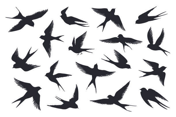 Flying birds silhouette. Flock of swallows, sea gull or marine birds isolated on white background. Vector set of different steps Flying birds silhouette. Flock of swallows, sea gull or marine birds isolated on white background. Vector set illustration of different steps free fly silhouettes feather wings bird swallow bird stock illustrations