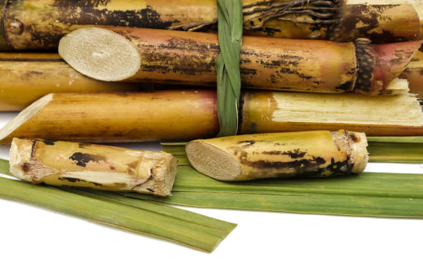 istock Sugar Cane Pieces Isolated on White Background Selective Focus 1270732569