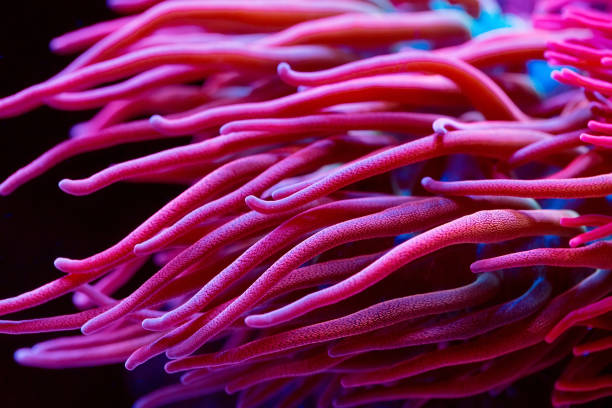Anemones. Beautiful and colorful corals in a marine aquarium. Anemones. Corals in a marine aquarium. blue damsel fish photos stock pictures, royalty-free photos & images