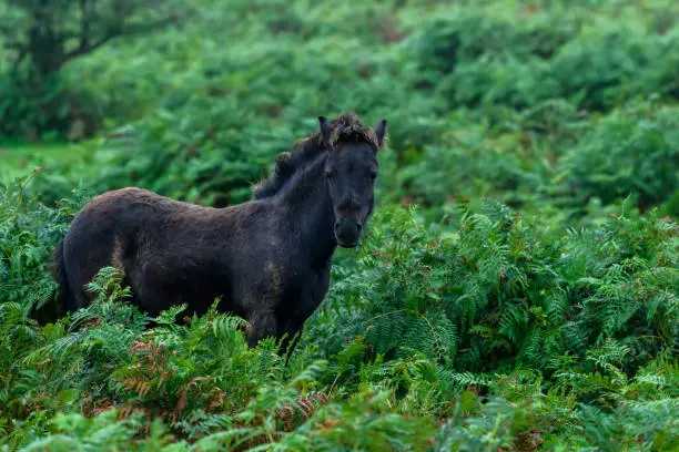 Wild Dartmoor Ponies on the Moorland