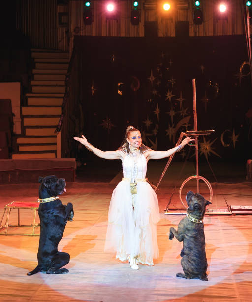 istock Tow dog training in the circus arena. 1270736668