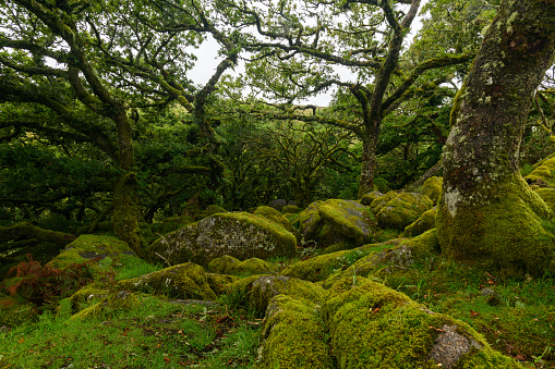 Ancient oak tree woods with moss in Dartmoor National Park