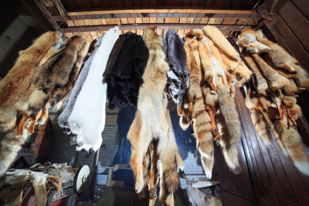 Fur killed foxes, raccoons, wolves, beavers, mink nutria hangs after processing