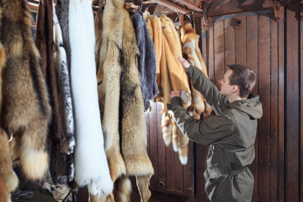 A young man hangs up the fur after treatment