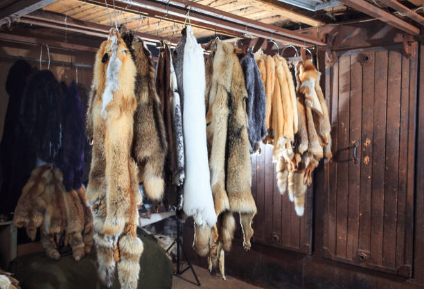 istock Fur killed foxes, raccoons, wolves, beavers, mink, nutria hangs after processing 1270737579
