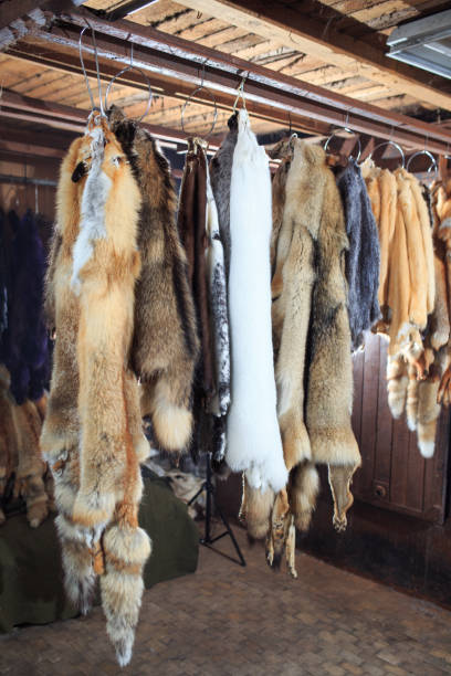 istock Fur killed foxes, raccoons, wolves, beavers, mink, nutria hangs after processing 1270737580