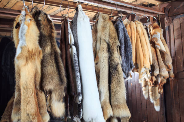 istock Fur killed foxes, raccoons, wolves, beavers, mink, nutria hangs after processing 1270737583
