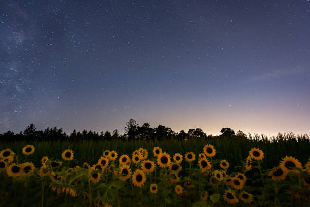istock Starry sky over sunflowers 1270738546
