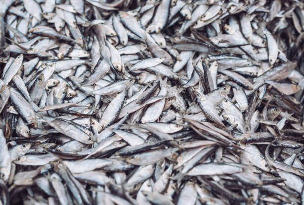 istock Fish sprats at the fish market. Fresh organic fish. 1270739469