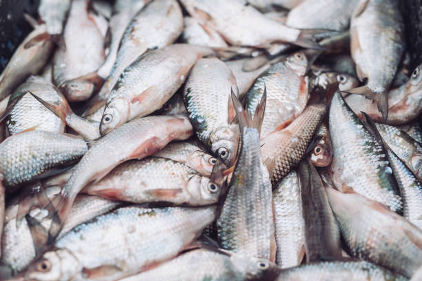 istock Fresh fish in the store on the background. 1270739497