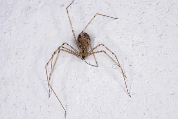 Cellar Spider of the Family Pholcidae