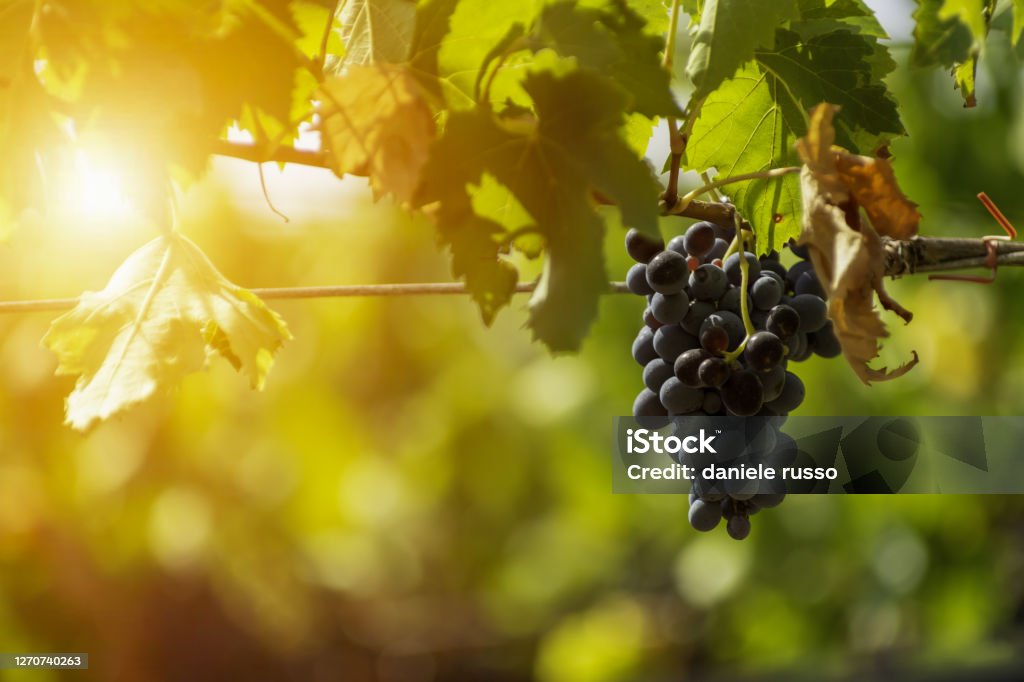 Horizontal View of Black or Red Grapes Plantation with Sun Flare on Blurred Background in Summer Agriculture Stock Photo
