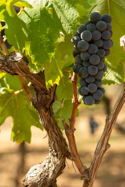 istock Vertical View of Colored Grapes Plantation on Blurred Background in Summer 1270740325