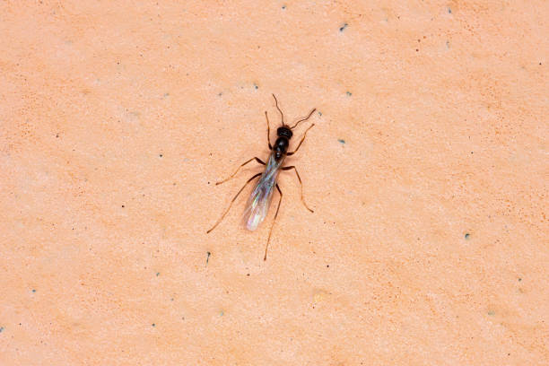 fourmi odorante - wood ant photos et images de collection