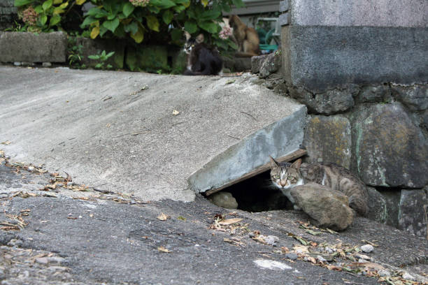 istock A group of Japanese cats hanging out 1270740568