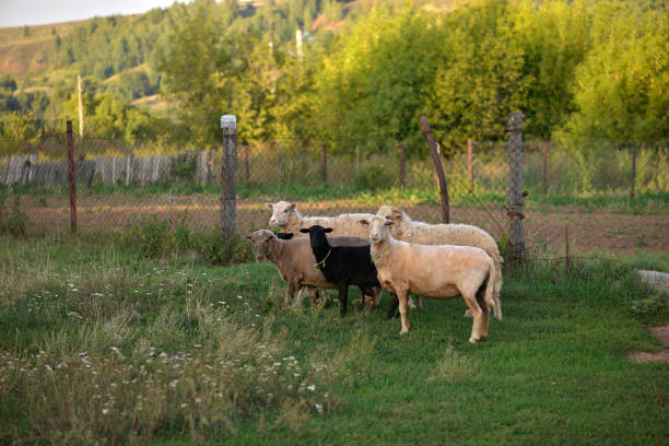 istock Sheep. Sheep in a paddock. Flock Of Sheep 1270742161