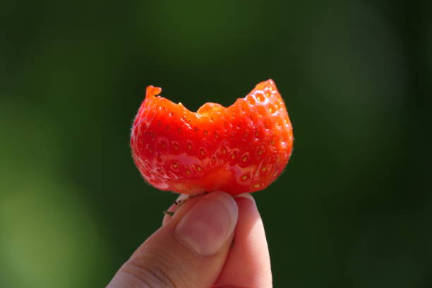 In the hand a crunchy red, healthy and bitten off, ripe strawberry