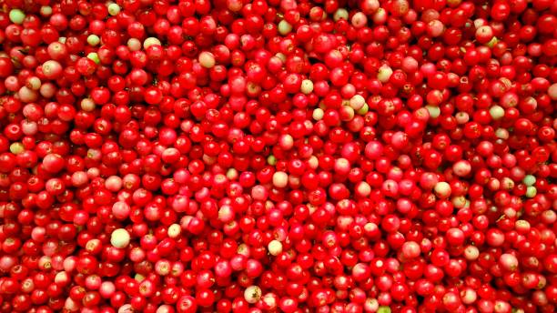istock background of harvested ripe lingonberries 1270744024