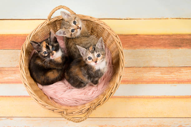 three cute baby cat kittens in a wicker basket looking up seen from a high angle view on a multi pastel colored wooden background - pets curiosity cute three animals imagens e fotografias de stock