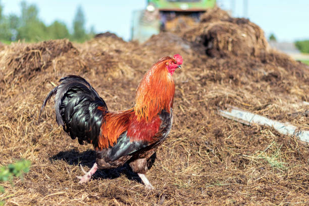 The chicken Gallus gallus domesticus domesticated fowl outdoors in ecological animal farm Beautiful rooster Gallus gallus domesticus domesticated fowl outdoors in ecological animal farm at beautiful sunlight male red junglefowl gallus gallus stock pictures, royalty-free photos & images