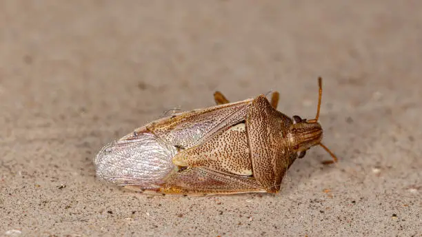 Stink Bug of the Genus Oebalus dead