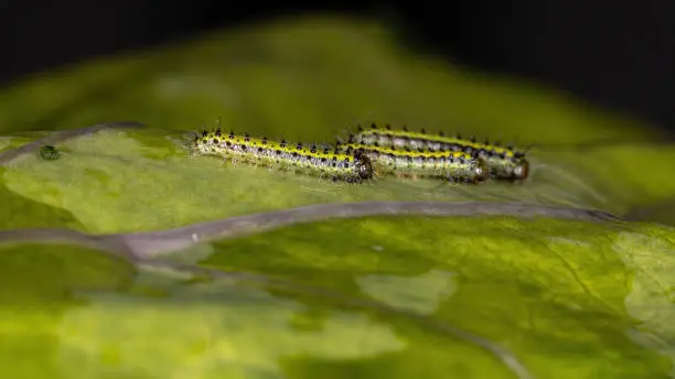 caterpillars of the Subtribe Pierina