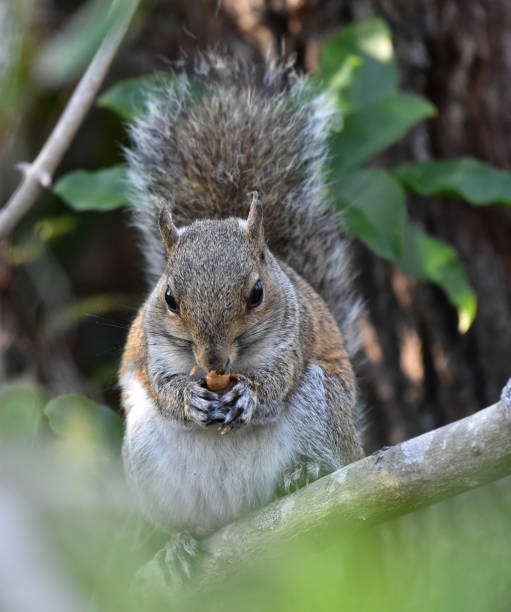 istock Grey Squirrel eating an acorn 1270750789
