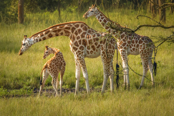 une tour de girafe de rothschild (giraffa camelopardalis rothschildi) avec un bébé à un point d’eau. - rothschild photos et images de collection