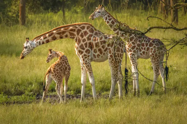 Photo of A tower Rothschild's giraffe ( Giraffa camelopardalis rothschildi) with a baby at a waterhole.