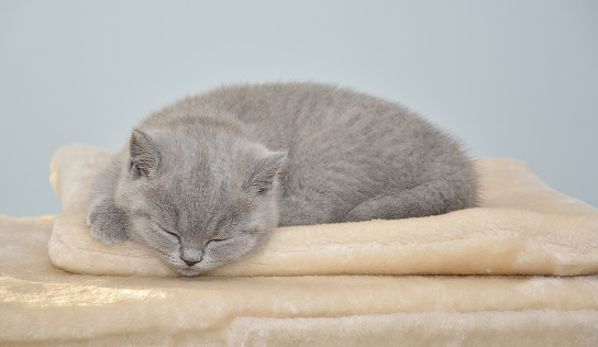 A small funny kitten of the British Shorthair breed sleeps on the Cat Scratcher Tree.