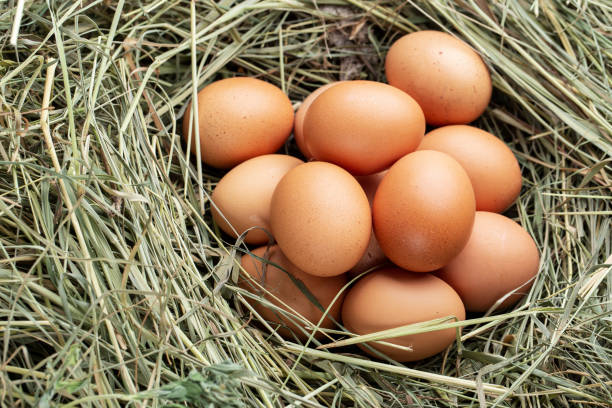 istock organic farm brown chicken eggs 1270752365
