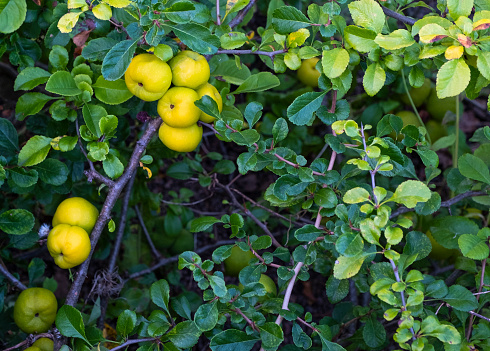 Green fruits of Trifoliate orange tree in garden close up. Citrus trifoliata