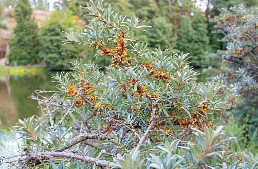 Shrub of sea buckthorn with fruits. There are many berries on the bush, the bush was grown in the city garden.