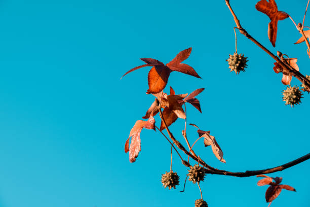 istock Beautiful orange autumn leafs on branches against clear sky with copy space 1270758205